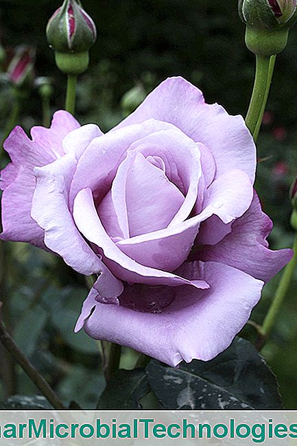 4 (Casi) rosas azules - casi Rosa 'luna azul'