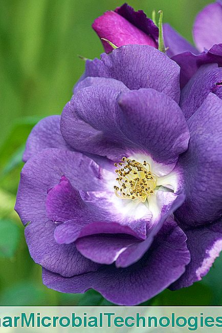 4 (Casi) rosas azules - casi Rosa 'Rapsodia en azul'