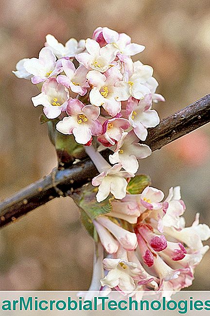 4 Arbuști cu flori parfumate pentru iarnă - parfumate Viburnum
