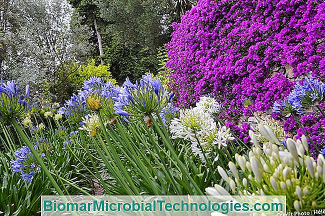 Agapantos, hermosos en macizos. - agapanthus Agapanthus 2