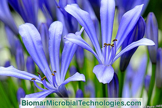 Agapantos, hermosos en macizos. - agapanthus Flores de agapanthus
