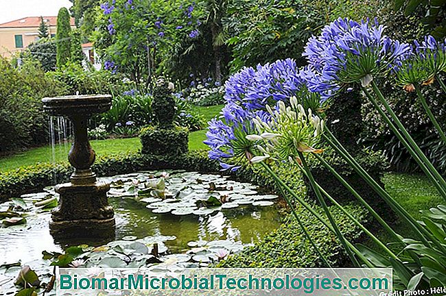 Agapantos, hermosos en macizos. - agapanthus Agapanthes y agua