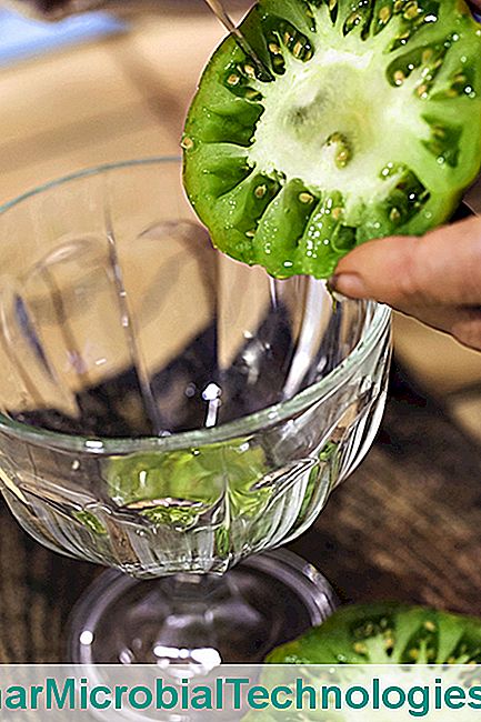 Cómo cosechar semillas de tomate. - semillas Cosechar semillas de tomate