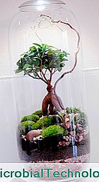 Natte terrariumdecoratie