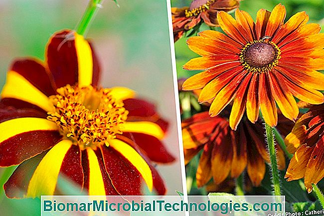 Las plantas más hermosas con flores de naranja para un jardín de vitaminas. - para tagete y rubdeckia hirta