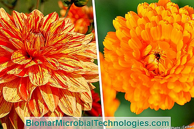 Las plantas más hermosas con flores de naranja para un jardín de vitaminas. - flores dalia naranja