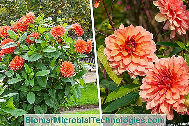 Las plantas más hermosas con flores de naranja para un jardín de vitaminas. - hermosas Dalia rosa naranja