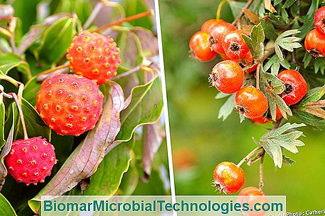 Las plantas más hermosas con flores de naranja para un jardín de vitaminas. - para cornus kousa