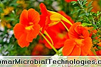 Las plantas más hermosas con flores de naranja para un jardín de vitaminas. - flores Capuchino con flores de naranja.