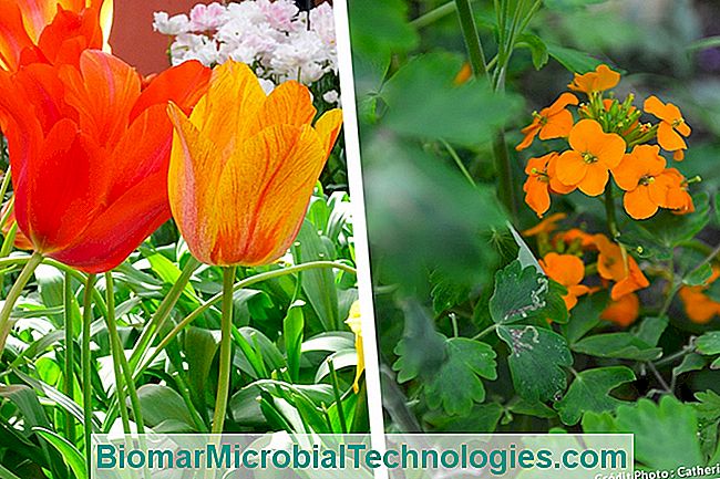 Las plantas más hermosas con flores de naranja para un jardín de vitaminas. - flores flor de tulipán y naranja