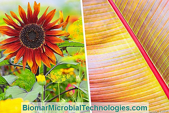 Las plantas más hermosas con flores de naranja para un jardín de vitaminas. - plantas Girasol y plátano naranja