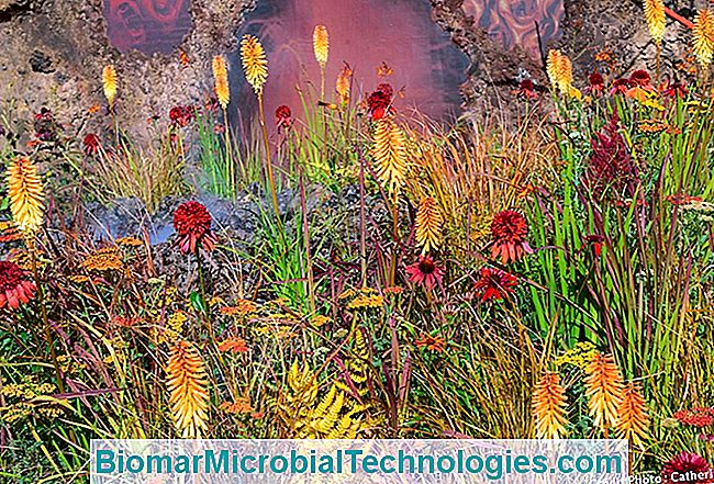Las plantas más hermosas con flores de naranja para un jardín de vitaminas. - plantas Kniphofia masiva