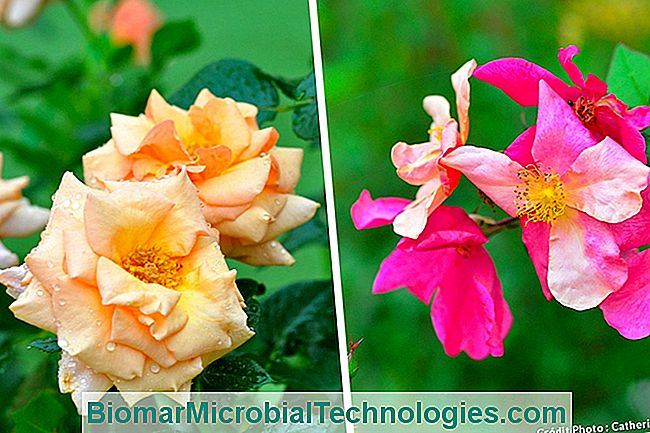 Las plantas más hermosas con flores de naranja para un jardín de vitaminas. - plantas rosas naranjas