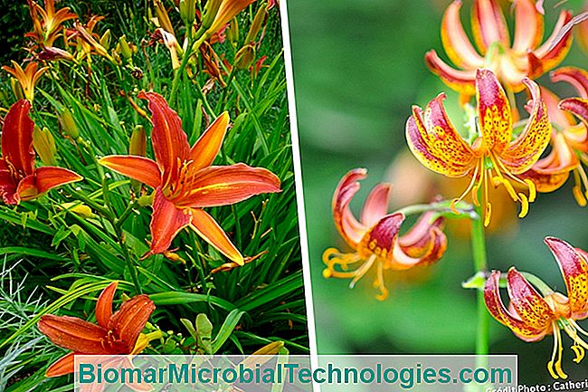 Las plantas más hermosas con flores de naranja para un jardín de vitaminas. - para lirio naranja