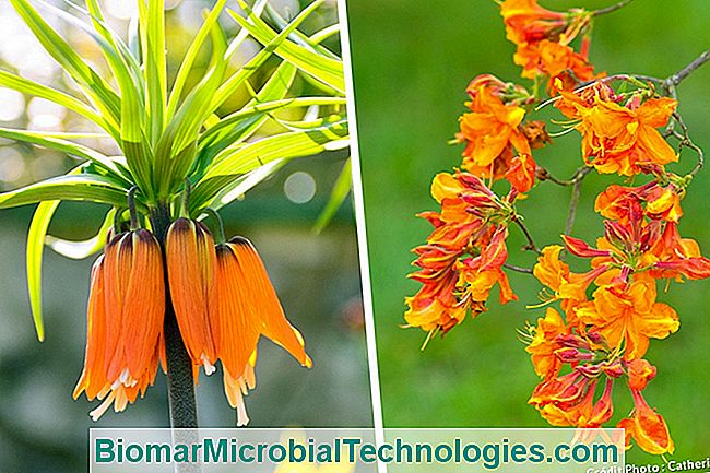 Las plantas más hermosas con flores de naranja para un jardín de vitaminas. - plantas naranja fritillary