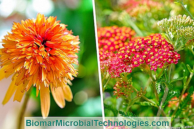 Las plantas más hermosas con flores de naranja para un jardín de vitaminas. - naranja equinácea