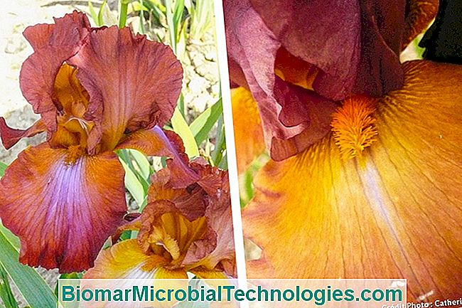 Las plantas más hermosas con flores de naranja para un jardín de vitaminas. - naranja iris naranja