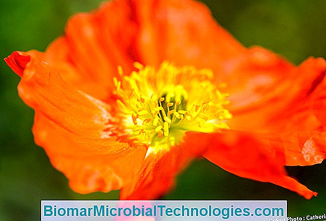 Las plantas más hermosas con flores de naranja para un jardín de vitaminas. - plantas amapola naranja
