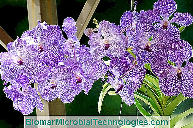 Orchideeënvanda En Ascocenda: 3 Methoden Van Onderhoud En Cultuur