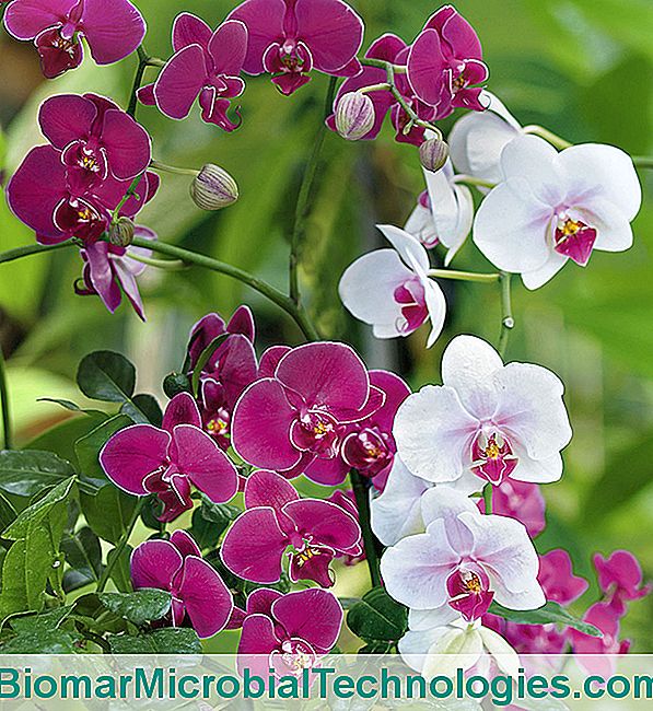 Orchideen: Wirklich Erstaunliche Phalaenopsis