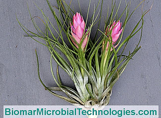 Tillandsias: sin tierra ni raices. - para Tillandsia stricta