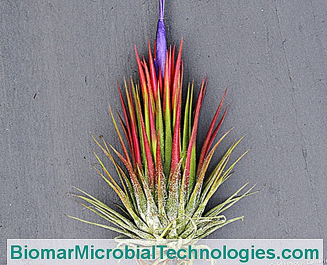 Tillandsias: sin tierra ni raices. - cultivar Tillandsia ionantha