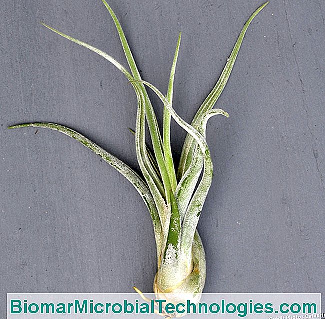 Tillandsias: sin tierra ni raices. - cultivar Tillandsia caput medusae