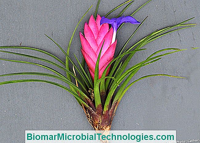 Tillandsias: sin tierra ni raices. - hojas Tillandsia cyanea