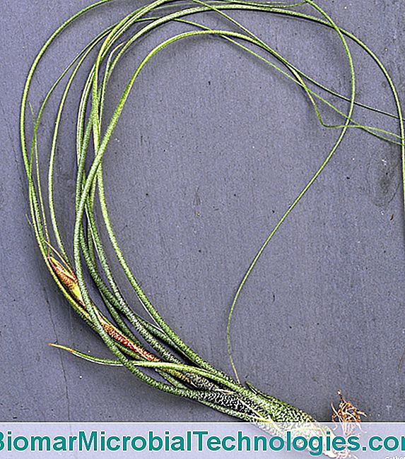 Tillandsias: sin tierra ni raices. - Tillandsia Tillandsia butzii
