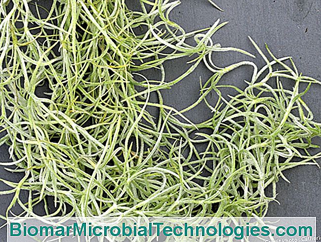Tillandsias: sin tierra ni raices. - cultivar Tillandsia usneoides