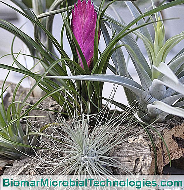 Tillandsias: sin tierra ni raices. - Tillandsia Composición de tillandsias con corcho.