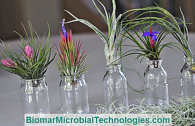 Tillandsias: sin tierra ni raices. - para Diferentes variedades de tillandsias.
