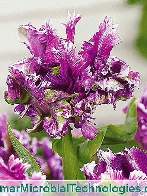 Een verdomde tulp vol gegolfd - zijn tulp 'Mysterious Parrot'
