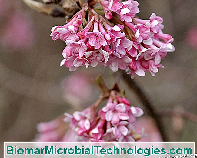 Viburnum x bodnantense 'Dawn'