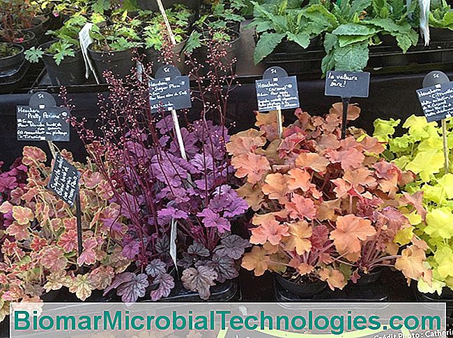 Alle Saint-Jean-de-Beauregard for Plant festival - plant heucheras Delabroye