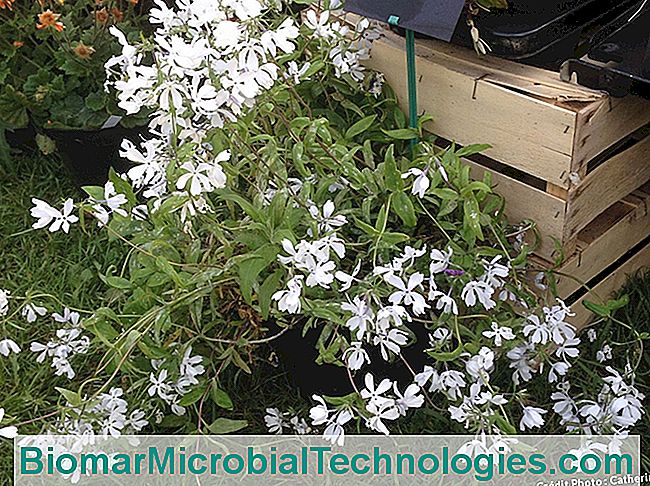 Alle Saint-Jean-de-Beauregard for Plant festival - festival Phlox divaricata Kan wind