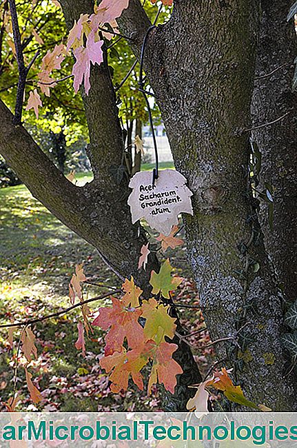 A Bois Marquis kertje az Isère-ben - marquis Fák címkézése