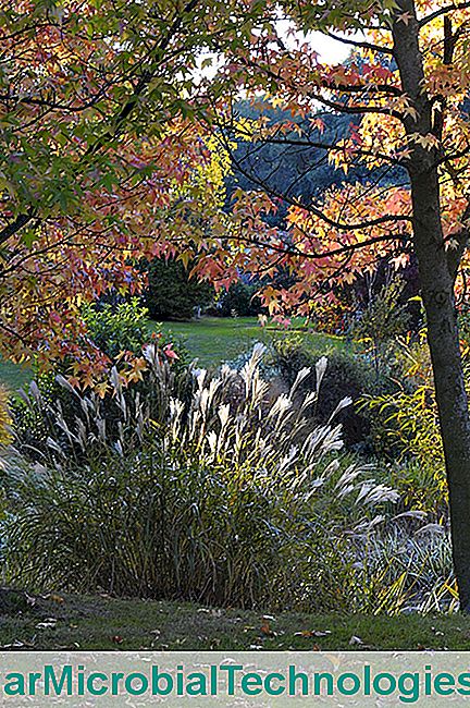 A Bois Marquis kertje az Isère-ben - bois Marquis fa, miscanthus