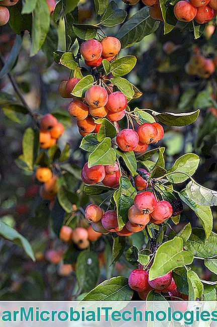 A Bois Marquis kertje az Isère-ben - bois Marquis Wood, Malus
