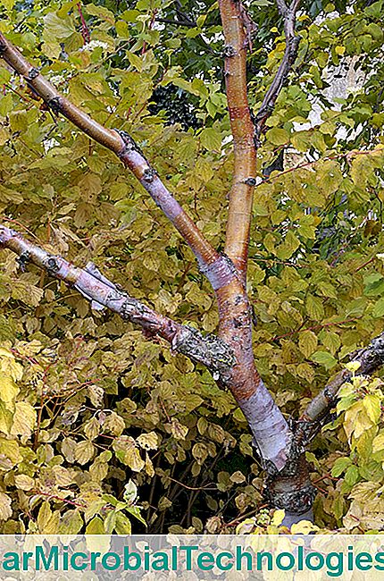 A Bois Marquis kertje az Isère-ben - bois Marquis fa, nyírfa