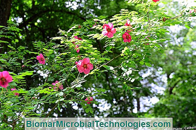 El jardín del Manoir de la Javelière. - javelière La rosa en flor.