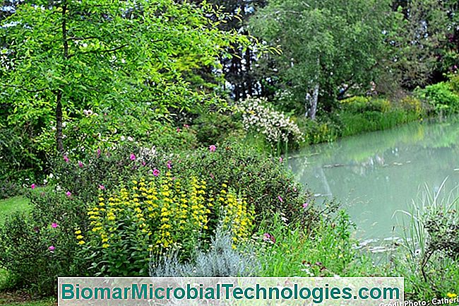 El jardín del Manoir de la Javelière. - jardín el estanque javeliere