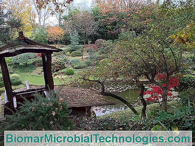 Grădina Zen a lui Erik Borja: un model de acest gen - erik Erik Borja Zen Garden Tea Pavilion