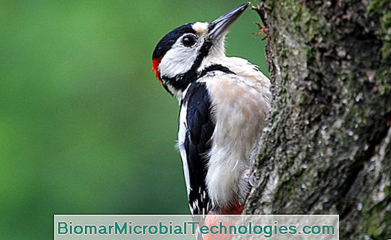 El gran pájaro carpintero manchado (Dendrocopos major), el pájaro carpintero más extendido