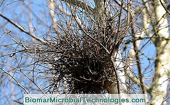 Nest van eksters