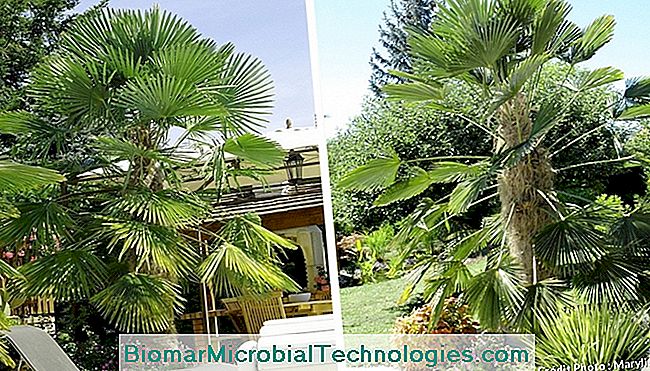 Desarrolla una rocalla exótica, colorida y florida. - floración Rocalla exotica