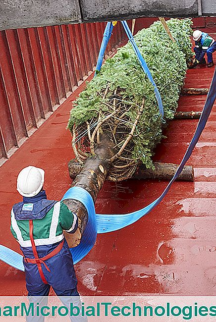 El divertido viaje del árbol de Navidad del Elíseo. - navidad casa flotante