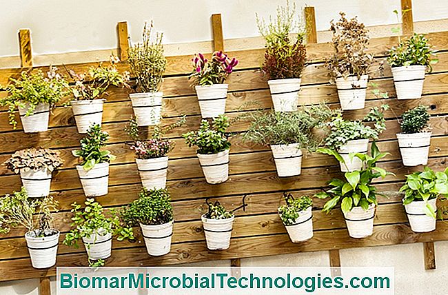 Ideas para el jardín. - ideas tarima de pared con macetas