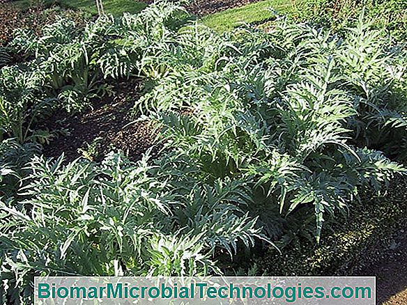 Cardon (Cynara Cardunculus), A Thorny Artichoke