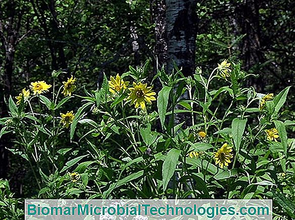 Helianthus (Helianthus Strumosus), Grådige Og Prydplante